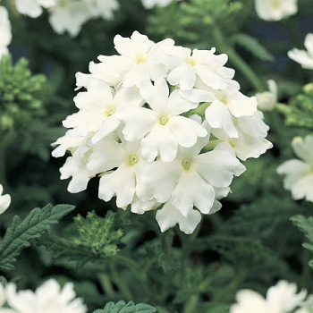 Вербена крупноцветковая White белая в горшке d-12 см